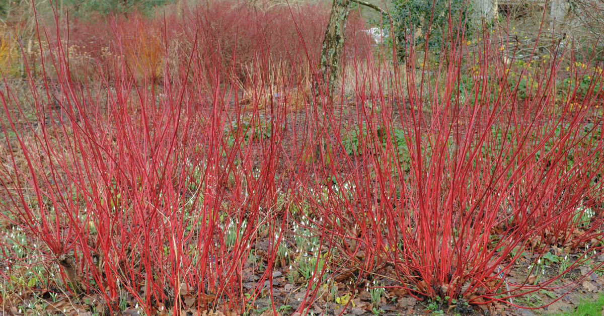 Red Twig Dogwood - Low Maintenance Plants